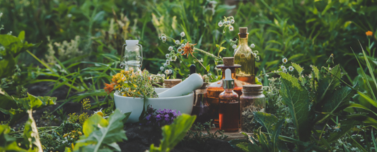 Hablemos de Fitoterapia 🌿