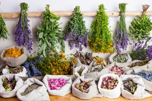 Los Beneficios de Tomar Hierbas Medicinales: Naturaleza y Bienestar en Cada Taza
